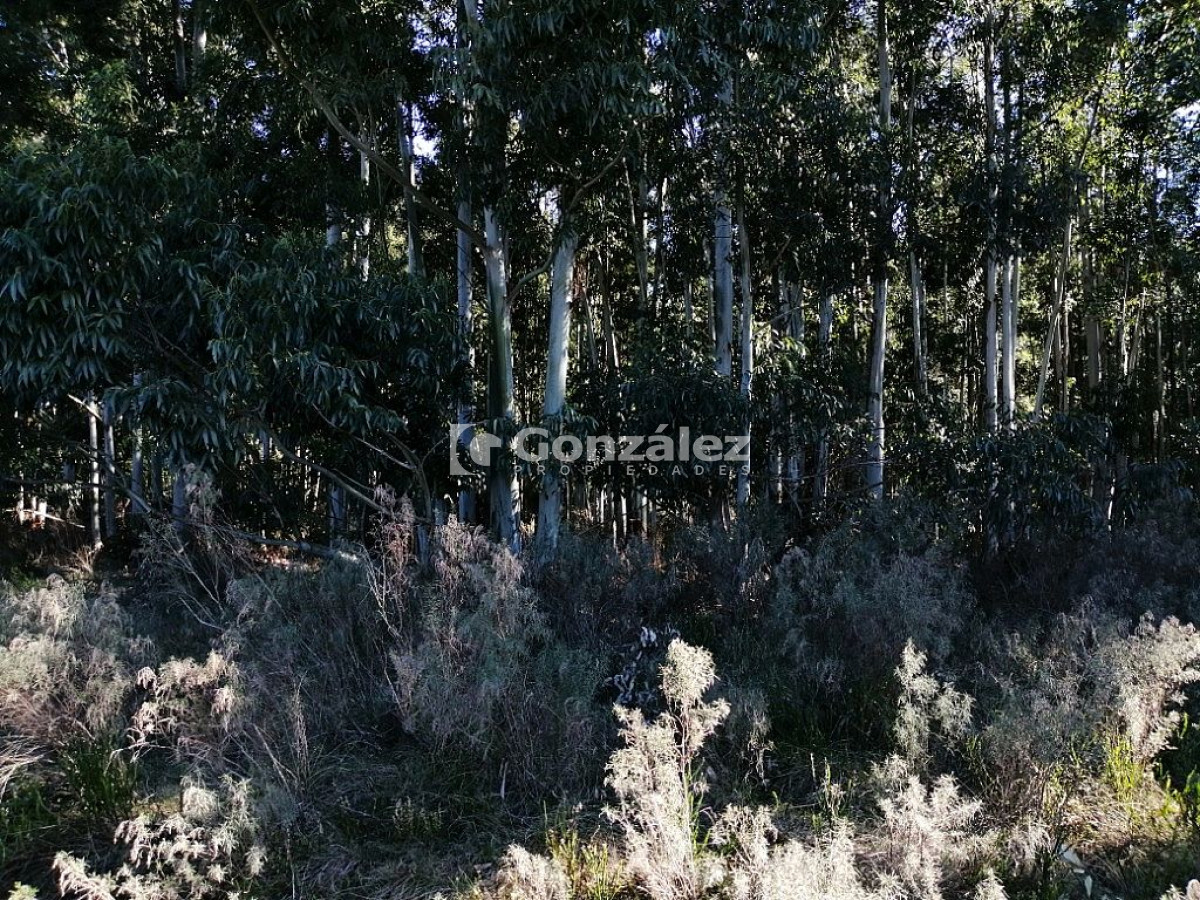 Chacra ID.340 - CAMPO IDEAL PARA INVERSIÓN TURÍSTICA
