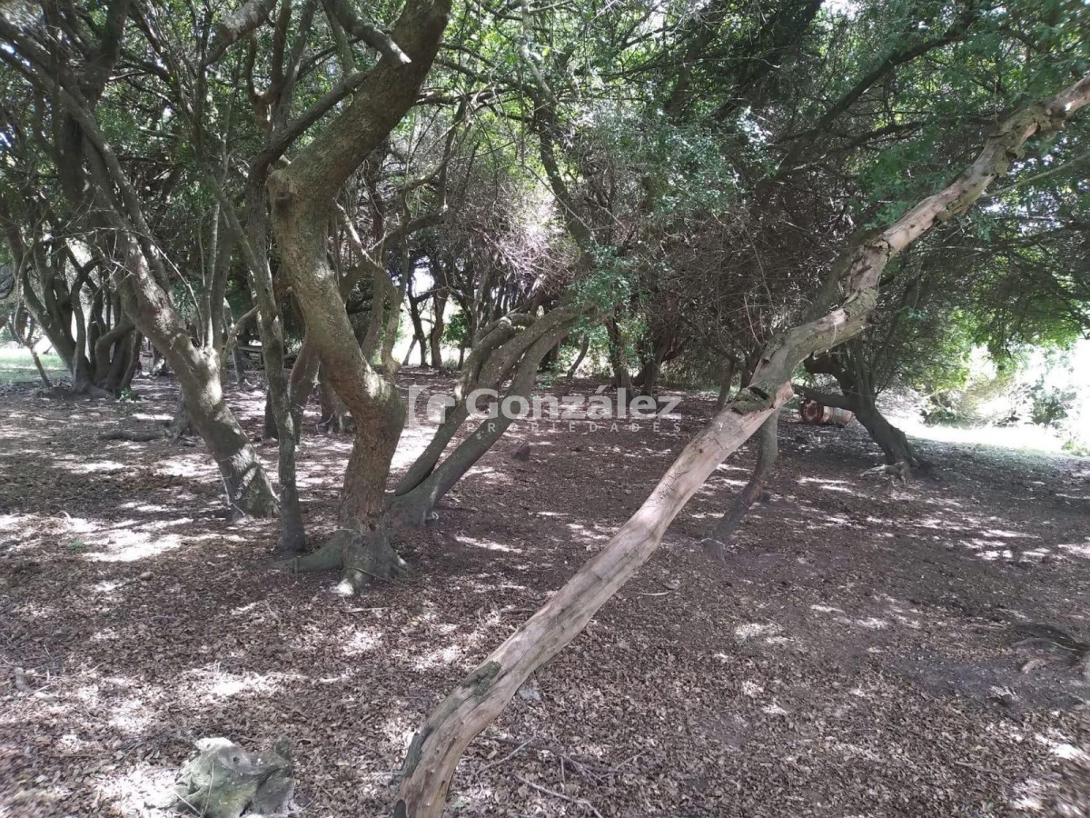 Chacra ID.800 - Chacra en venta 6 has proximidades Pan De Azucar Maldonado