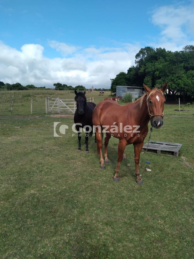 Chacra ID.800 - Chacra en venta 6 has proximidades Pan De Azucar Maldonado