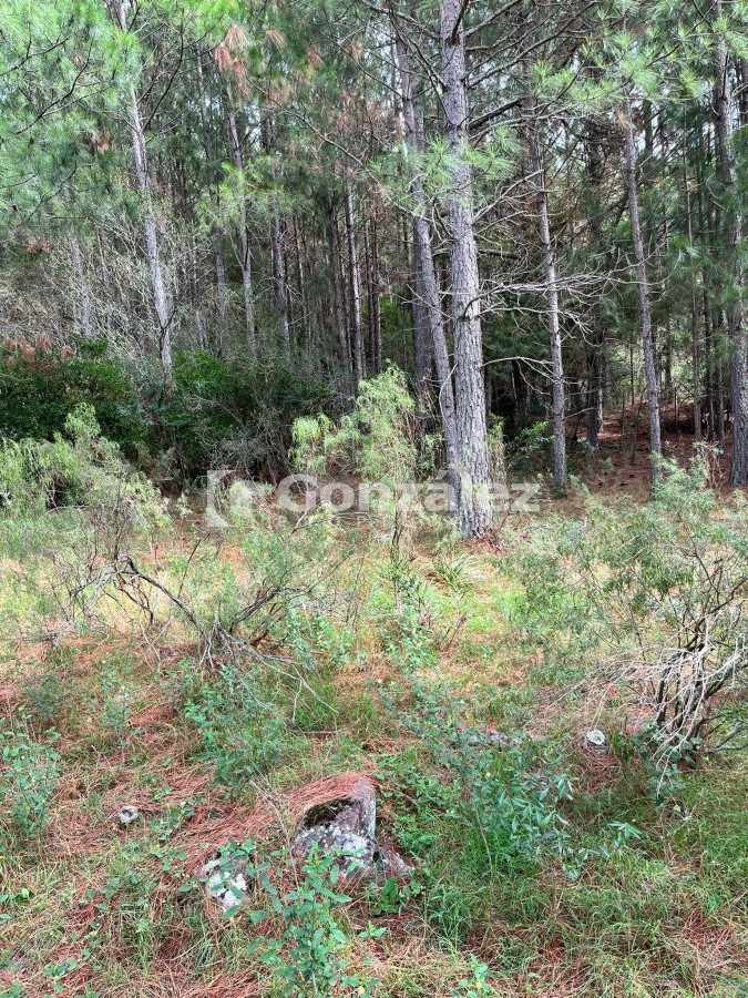 Chacra ID.587 - Chacra de 7 hectáreas próxima a Lapataia