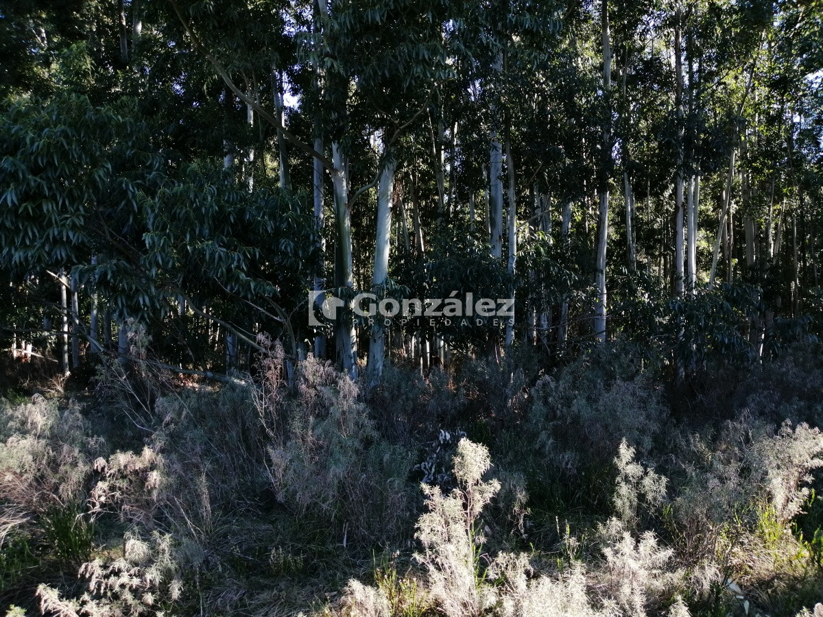 Chacra ID.340 - CAMPO IDEAL PARA INVERSIÓN TURÍSTICA
