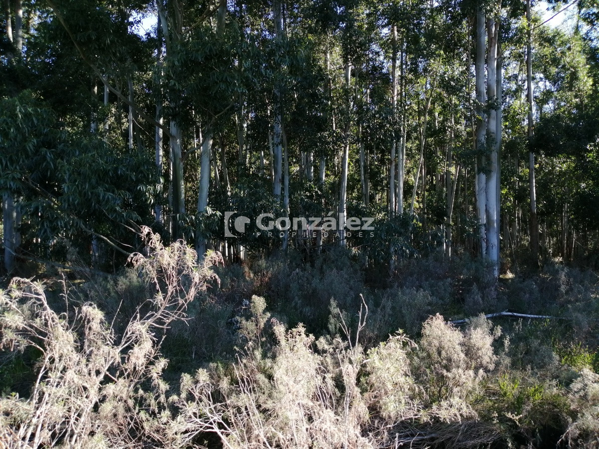 Chacra ID.340 - CAMPO IDEAL PARA INVERSIÓN TURÍSTICA