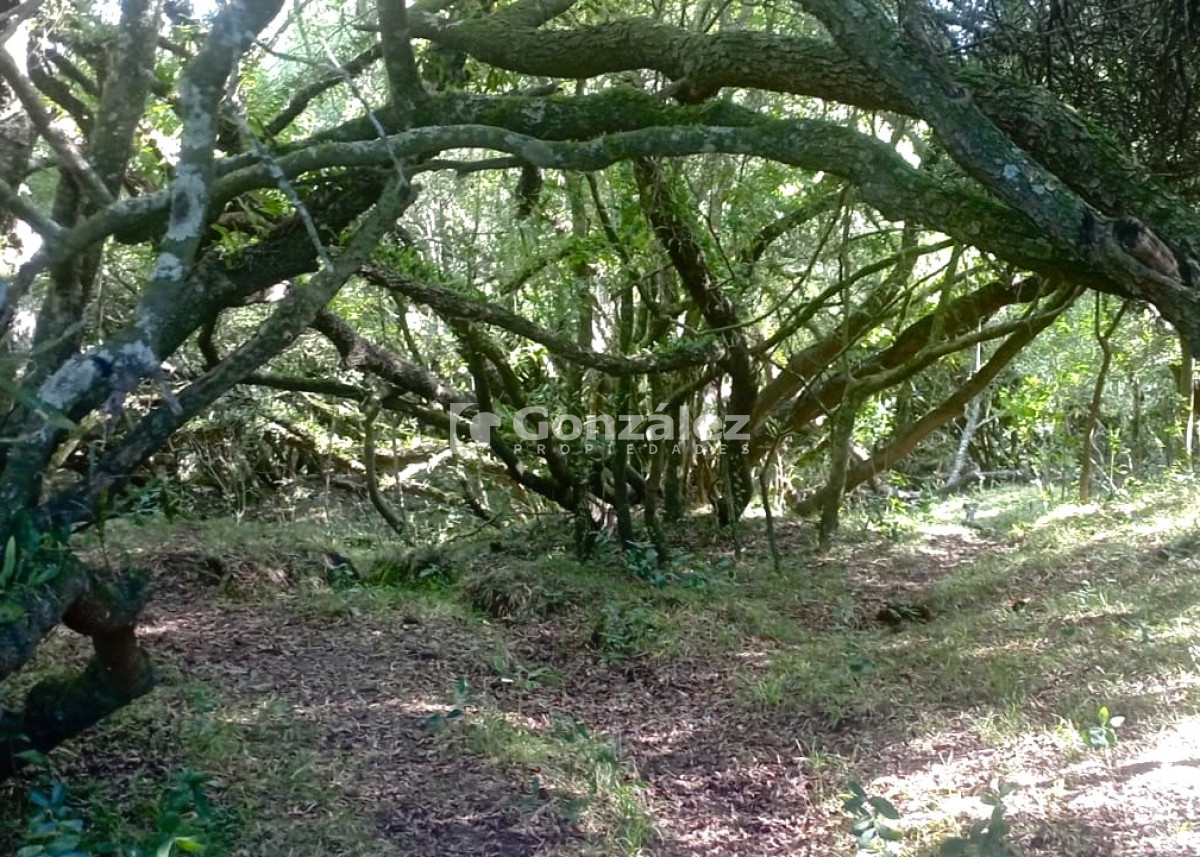 Campo Ref.783 - Venta Chacra 6,4 Has con Casa Ruta 60 Maldonado