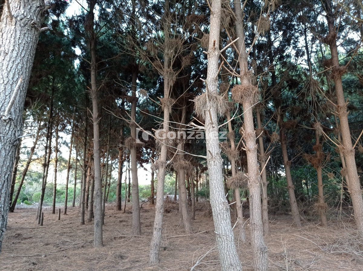 Terreno ID.503 - Terreno de Grandes Dimensiones con costa arroyo en Chihuahua