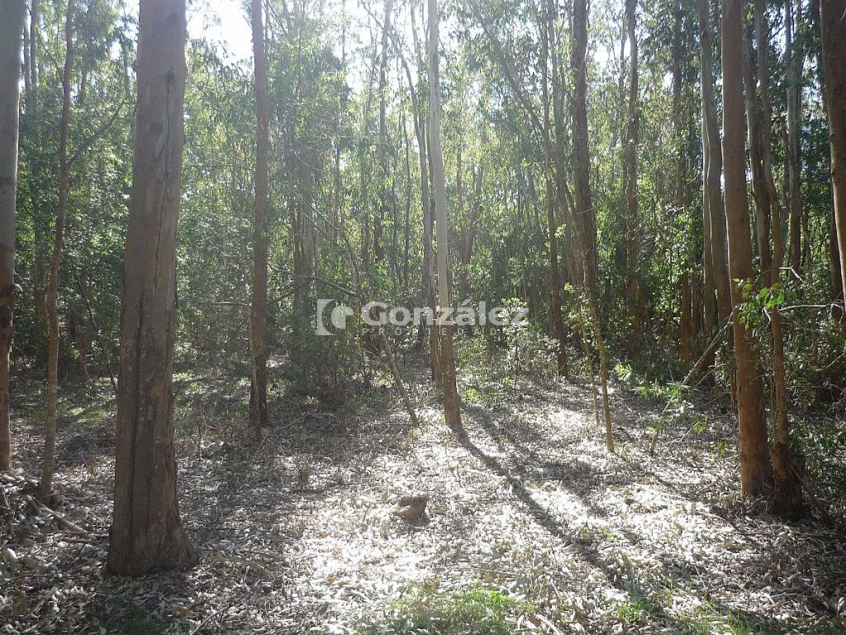 Terreno ID.378 - Calle Ruiseñor