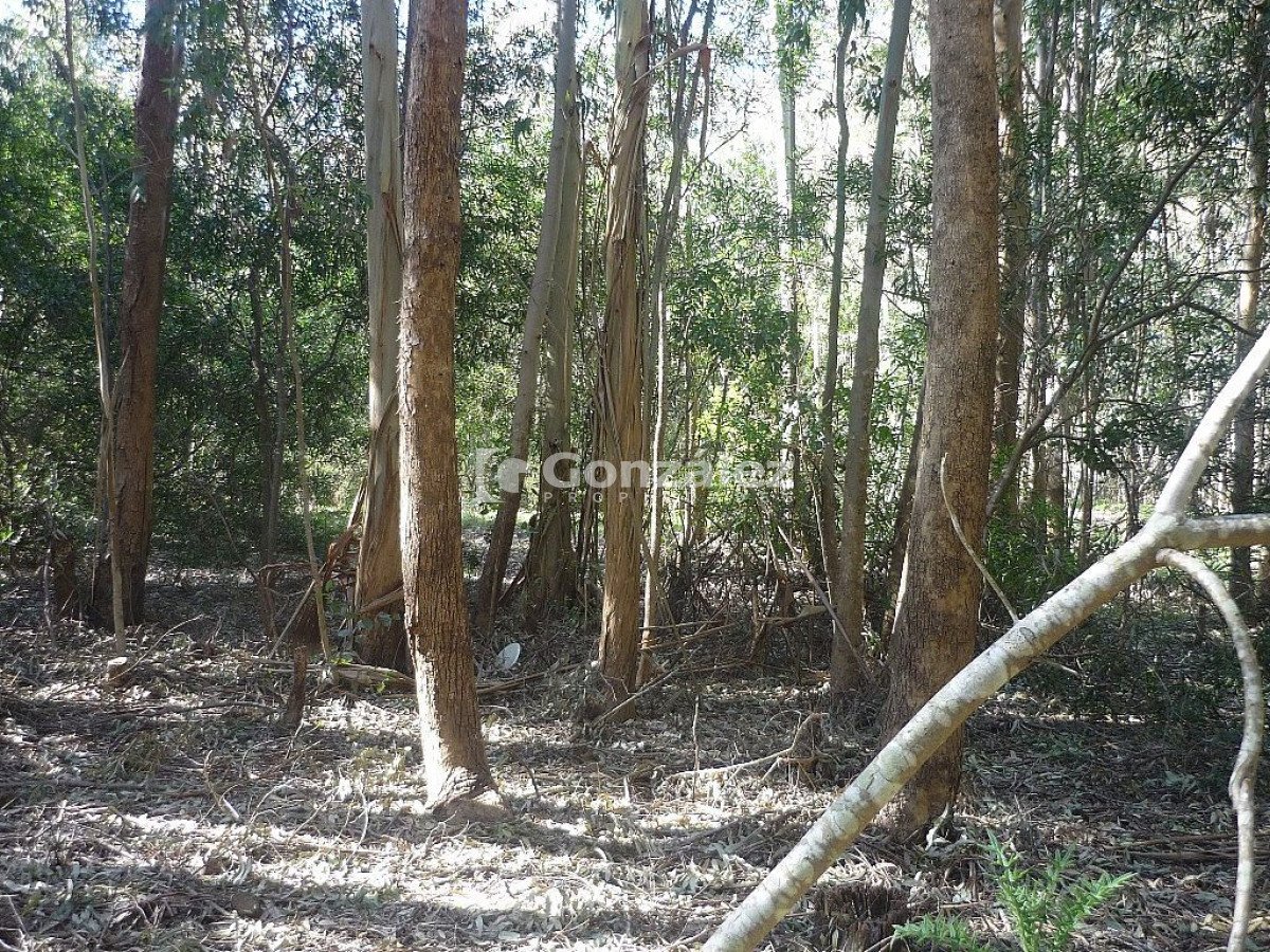 Terreno ID.378 - Calle Ruiseñor