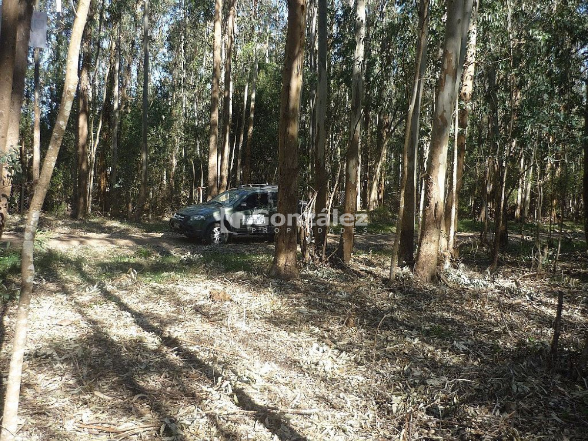 Terreno ID.378 - Calle Ruiseñor