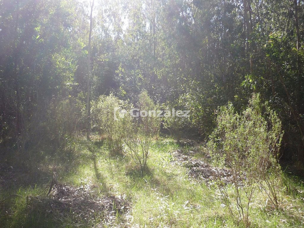 Terreno ID.378 - Calle Ruiseñor