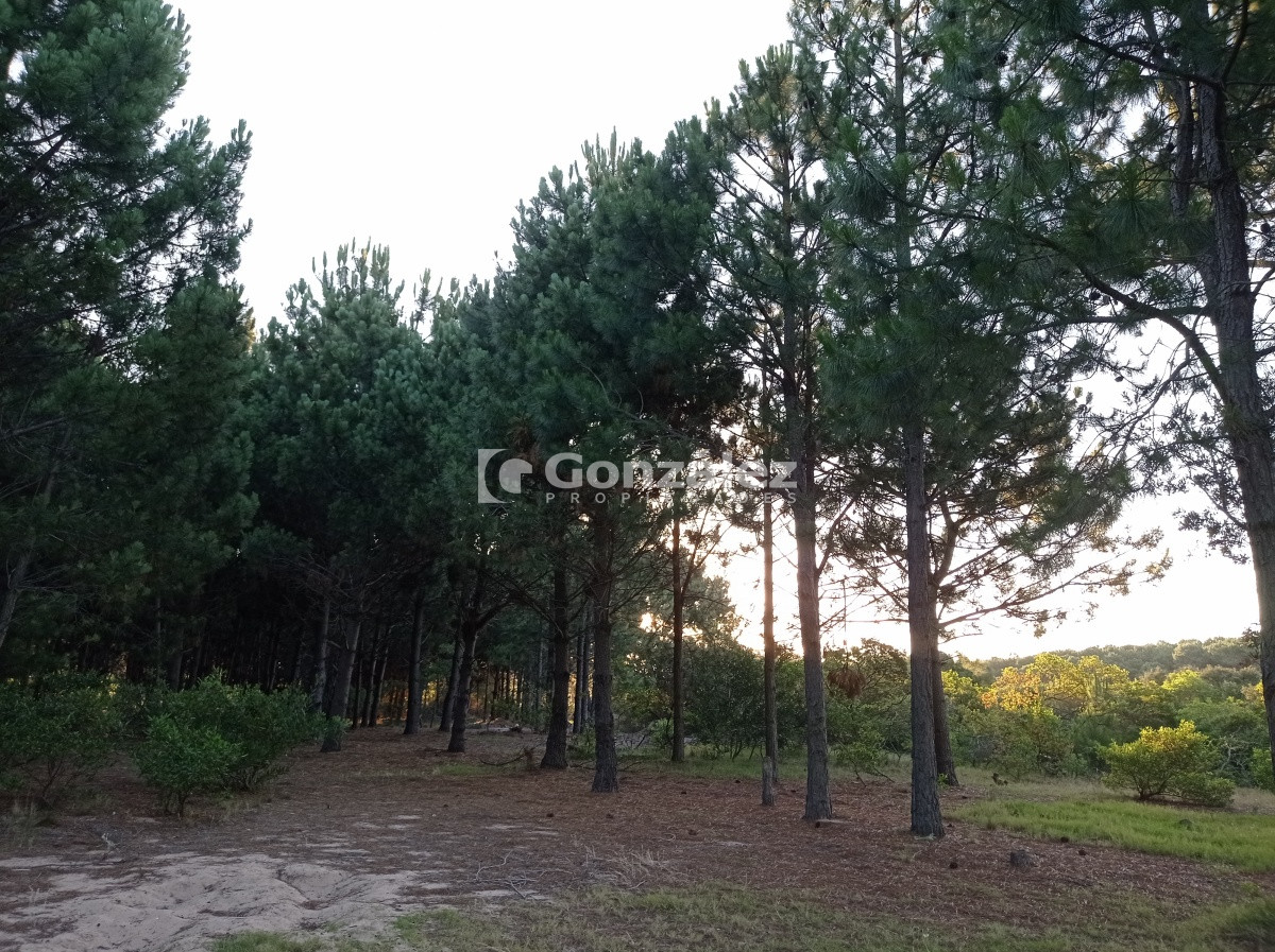 Terreno ID.503 - Terreno de Grandes Dimensiones con costa arroyo en Chihuahua