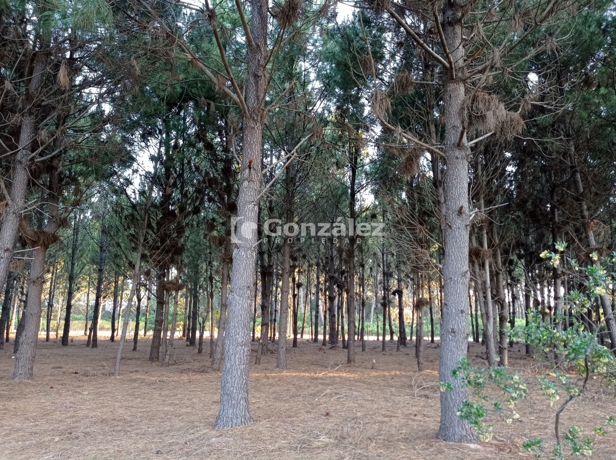 Terreno ID.503 - Terreno de Grandes Dimensiones con costa arroyo en Chihuahua