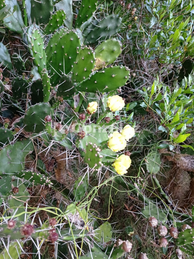 Terreno ID.503 - Terreno de Grandes Dimensiones con costa arroyo en Chihuahua