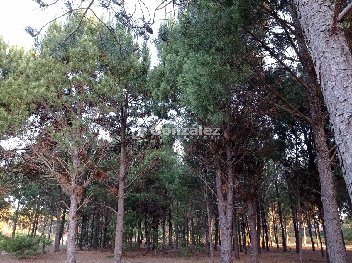 Terreno ID.503 - Terreno de Grandes Dimensiones con costa arroyo en Chihuahua