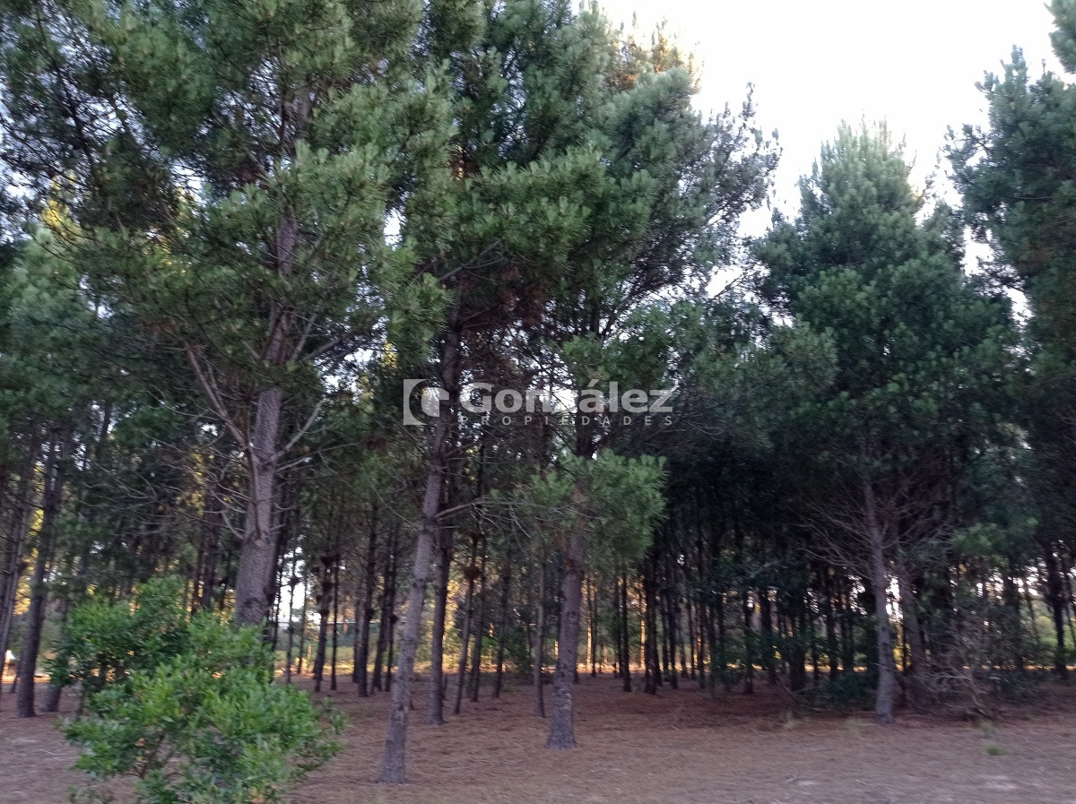 Terreno ID.503 - Terreno de Grandes Dimensiones con costa arroyo en Chihuahua