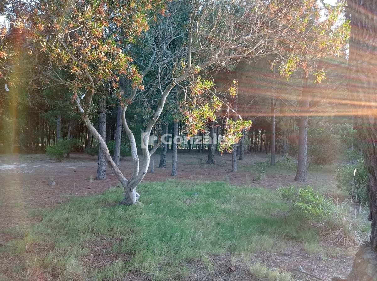 Terreno ID.503 - Terreno de Grandes Dimensiones con costa arroyo en Chihuahua