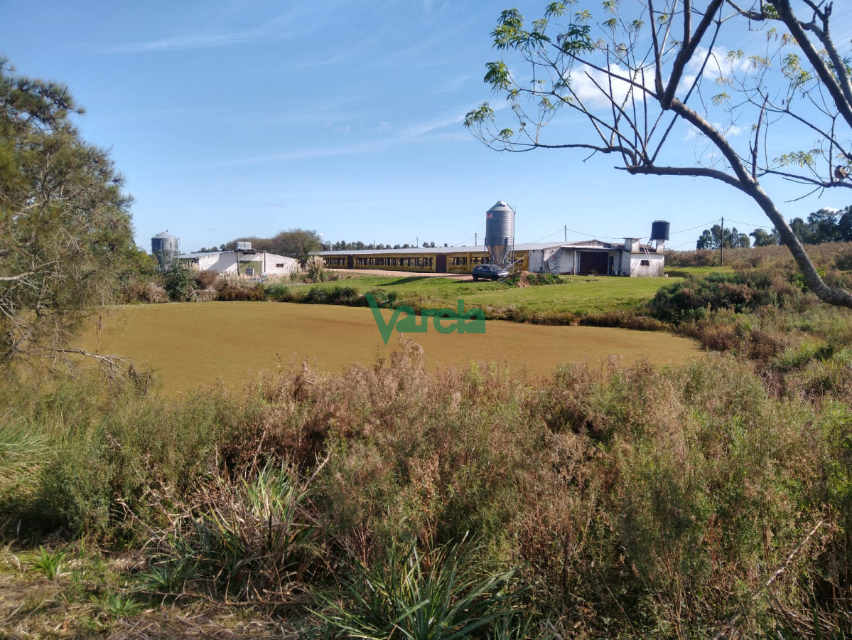Chacra ID.21222 - Venta Granja Avícola de 5,6 Has sobre ruta 11 