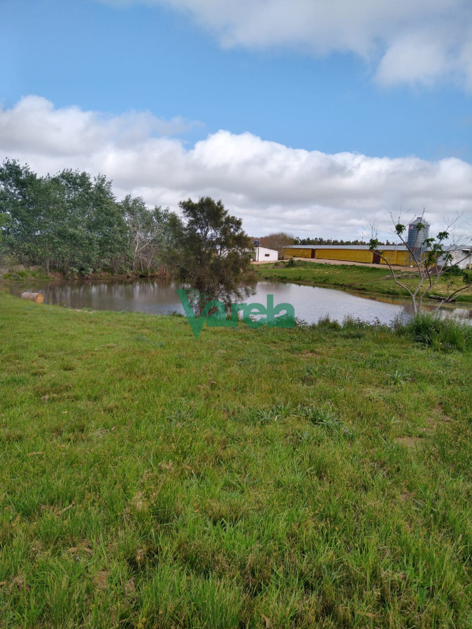 Chacra ID.21222 - Venta Granja Avícola de 5,6 Has sobre ruta 11 