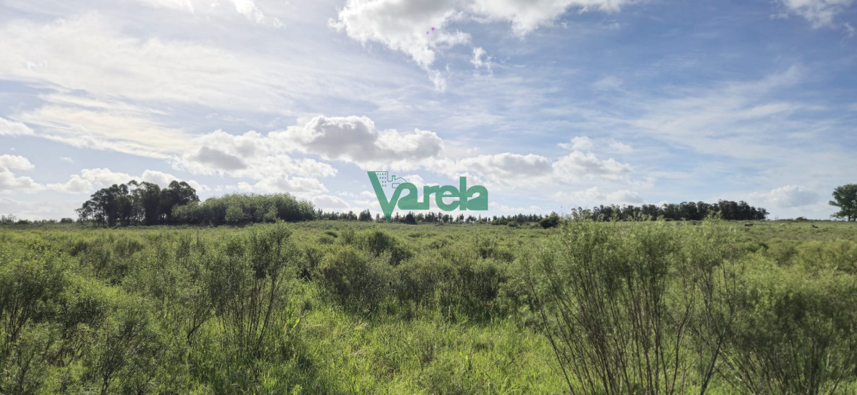 Chacra ID.23036 - Venta chacra 13 hectareas entre Estación Pedrera y Estación Tapia