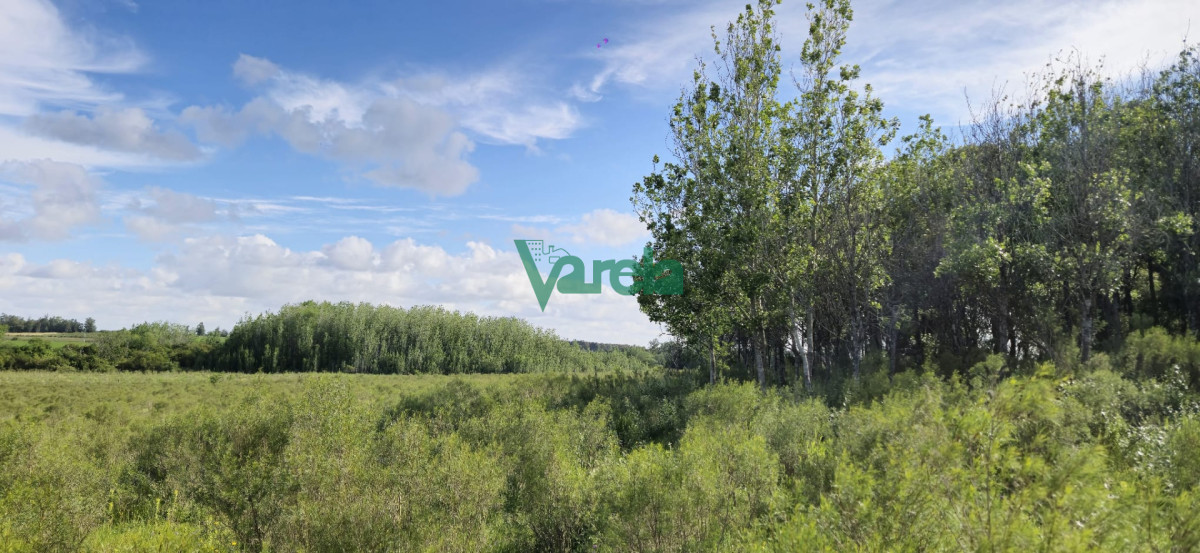 Chacra ID.23036 - Venta chacra 13 hectareas entre Estación Pedrera y Estación Tapia