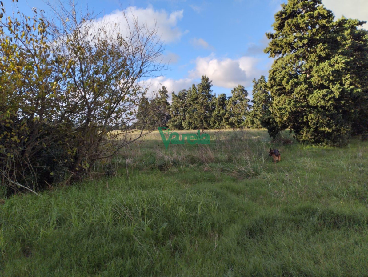 Chacra ID.22265 - venta chacra con galpon baño y ambiente toledo