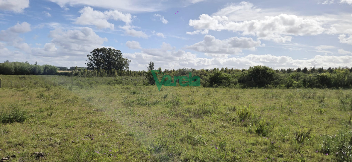 Chacra ID.23036 - Venta chacra 13 hectareas entre Estación Pedrera y Estación Tapia