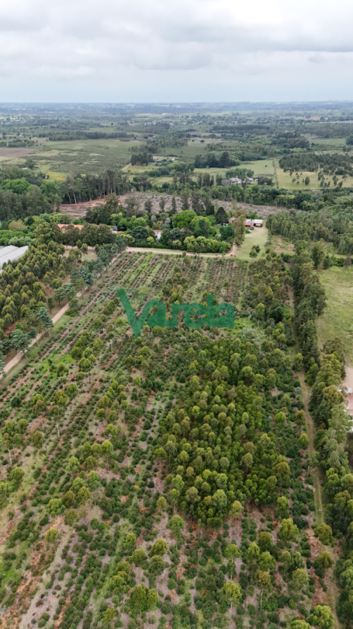 Chacra ID.22867 - Venta chacra 100% financiada en Toledo 4 hectáreas