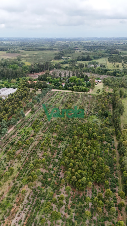 Chacra ID.22857 - Venta chacra baldia 3 hectares Ruta 6 Toledo 100% financiada