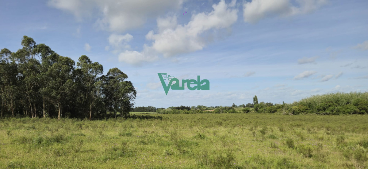Chacra ID.23036 - Venta chacra 13 hectareas entre Estación Pedrera y Estación Tapia