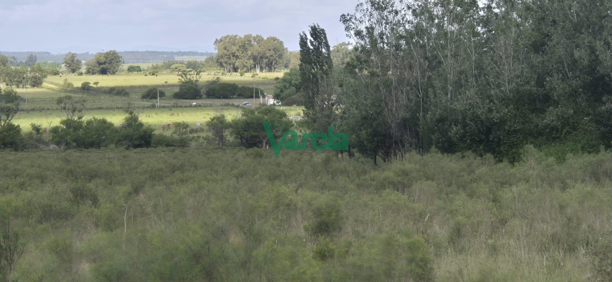 Chacra ID.23036 - Venta chacra 13 hectareas entre Estación Pedrera y Estación Tapia