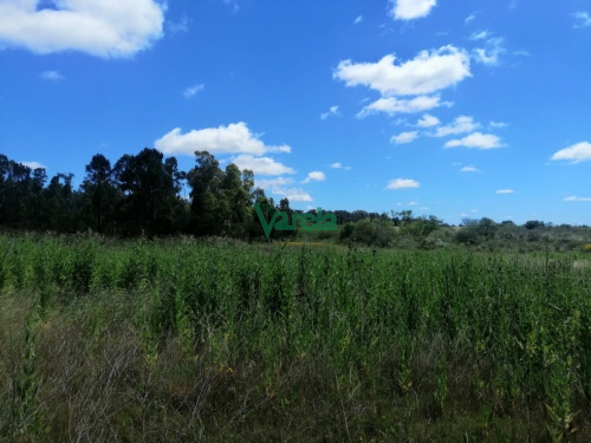 Chacra ID.21436 - Venta Chacra, Pando, Villa Jardines, de 3.1250 has.