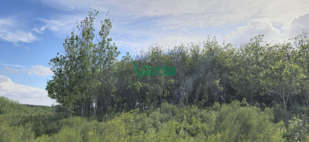 Chacra ID.23036 - Venta chacra 13 hectareas entre Estación Pedrera y Estación Tapia