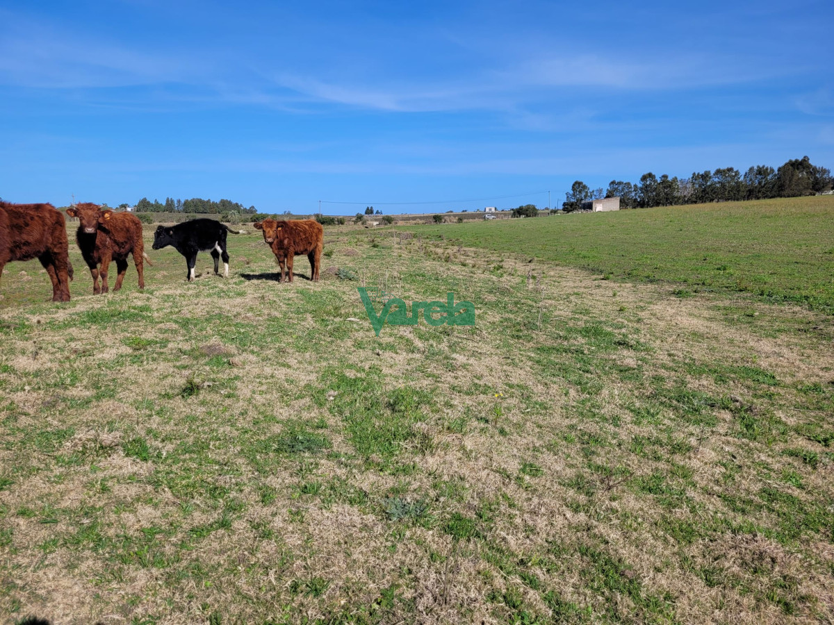 Chacra ID.22478 - Venta de chacra en Atlantida