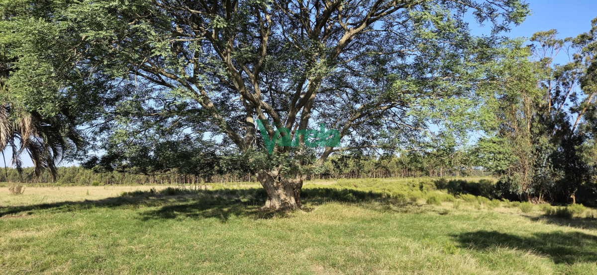 Campo Ref.22558 - Campo 31 has. Cañada Grande, próximo a Empalme Olmos y Ruta 8