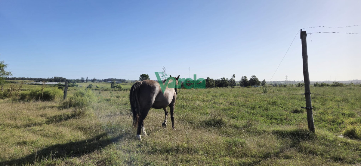 Campo Ref.22558 - Campo 31 has. Cañada Grande, próximo a Empalme Olmos y Ruta 8