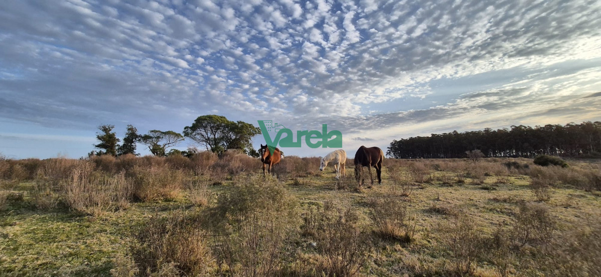 Campo Ref.22747 - Campo en venta , 36 has.a 7 km.de Solís de Mataojo 