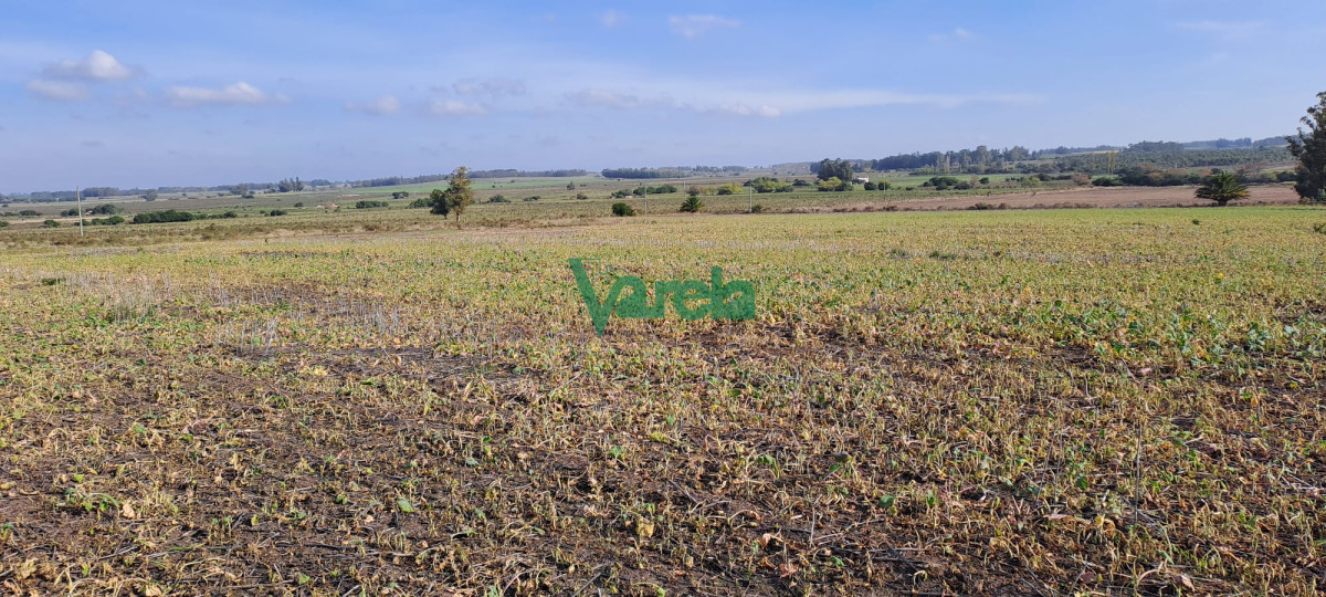 Campo Ref.21786 - Campo 108 has. próximo a San Jacinto