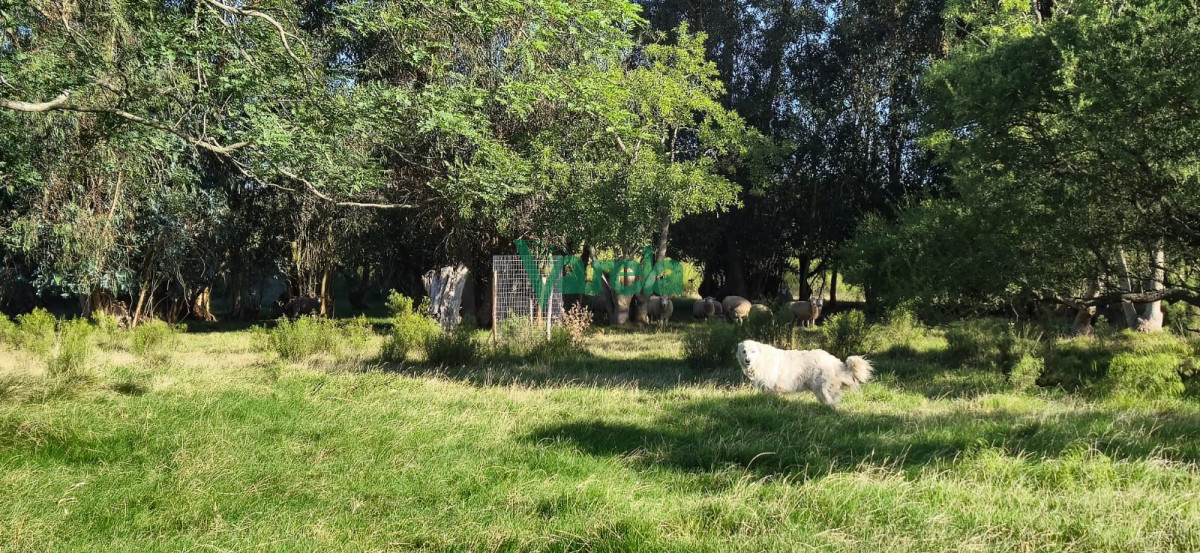 Campo Ref.22558 - Campo 31 has. Cañada Grande, próximo a Empalme Olmos y Ruta 8