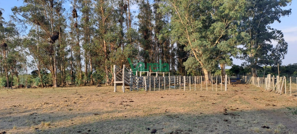 Campo Ref.21665 - Venta de Campo, Paso del Sordo, Florida, excelente campo de 37.5 has 