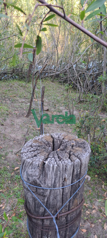 Campo Ref.21665 - Venta de Campo, Paso del Sordo, Florida, excelente campo de 37.5 has 