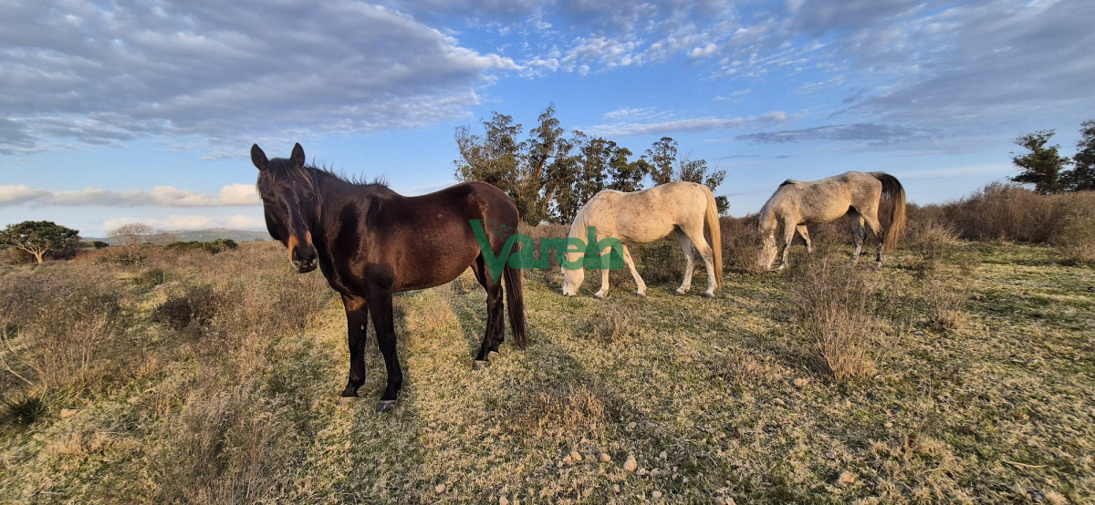 Campo Ref.22747 - Campo en venta , 36 has.a 7 km.de Solís de Mataojo 