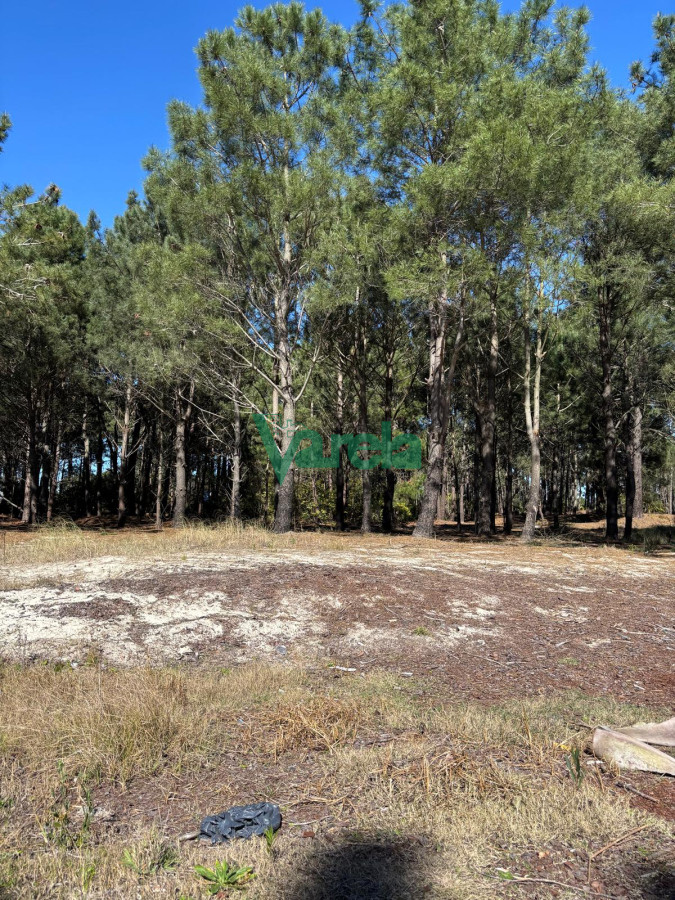 Terreno ID.22754 - Venta Terrenos El Pinar al sur de Interbalnearia 