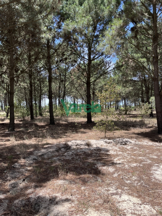 Terreno ID.22163 - Terreno en Venta Lomas 16 ha , 49 m sobre giannattasiio!!