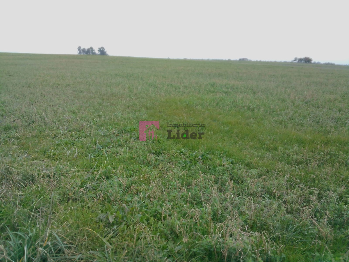 Campo Ref.551 - ESTABLECIMIENTO CANNABICO EN ACTIVIDAD AL N.E. DE CANELONES