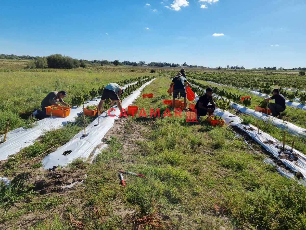 Chacra ID.403 - Venta Chacra con plantación de Cannabis