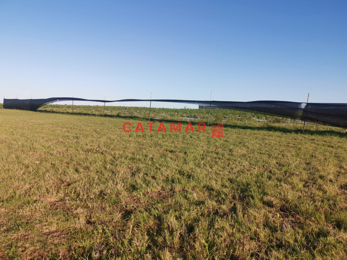 Chacra ID.403 - Venta Chacra con plantación de Cannabis