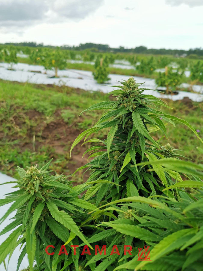 Chacra ID.403 - Venta Chacra con plantación de Cannabis