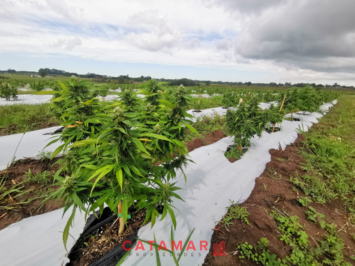 Chacra ID.403 - Venta Chacra con plantación de Cannabis