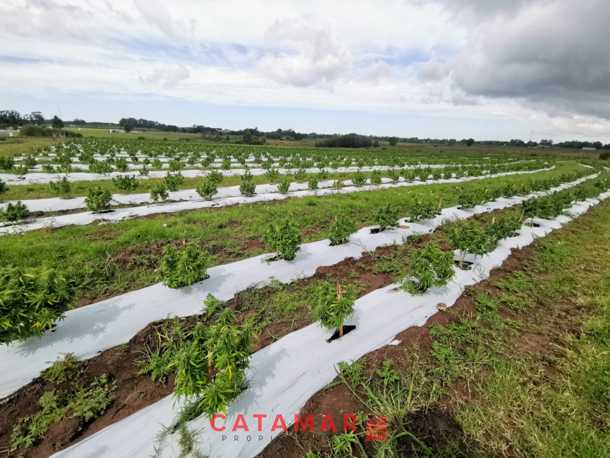 Chacra ID.403 - Venta Chacra con plantación de Cannabis
