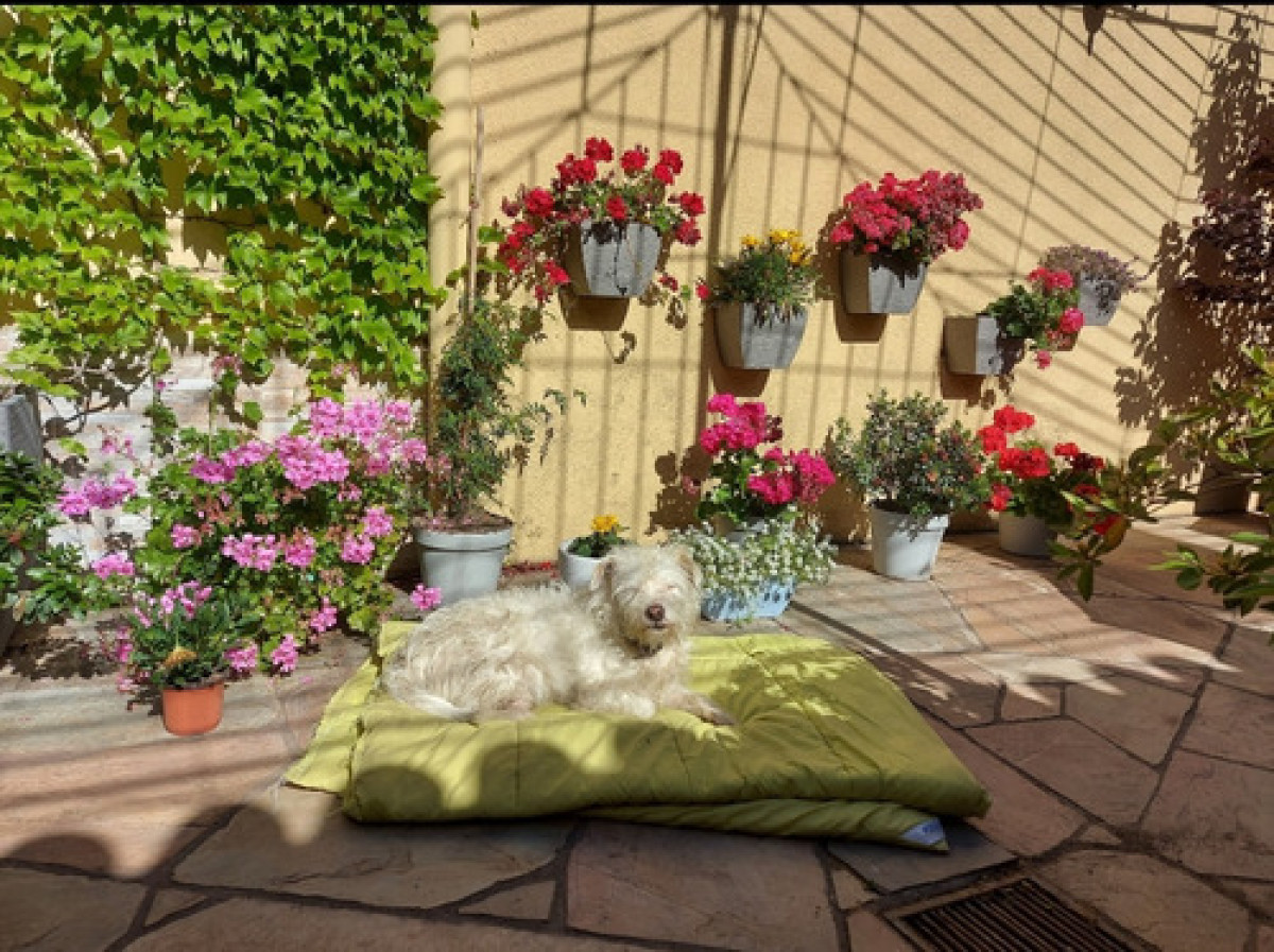 Casa ID.10388 - VENTA CASA 3 DORMITORIOS 2 BAÑOS PATIO PARRILLERO Y GARAJE!