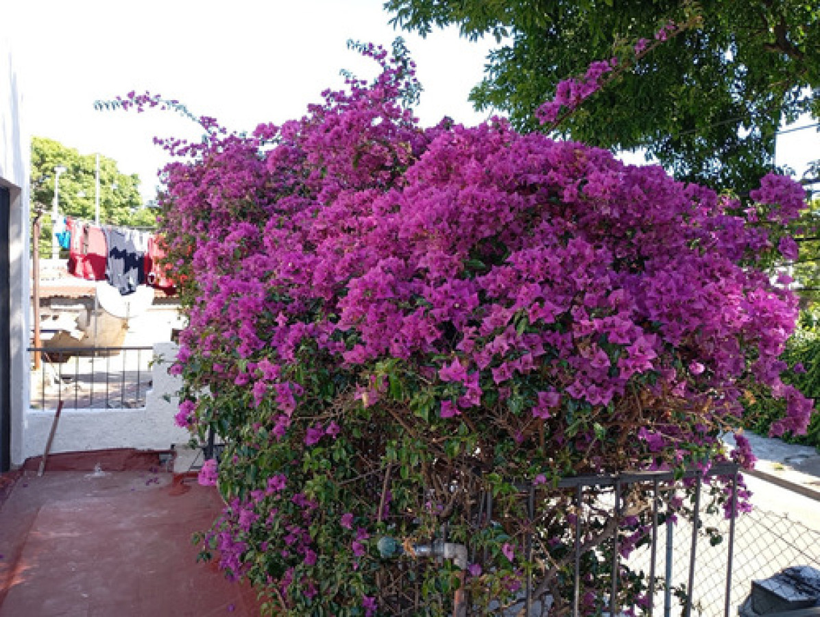 Casa ID.11414 - ALQUILER DE HERMOSA CASA DE CUATRO DORMITORIOS EN VILLA ESPAÑOLA