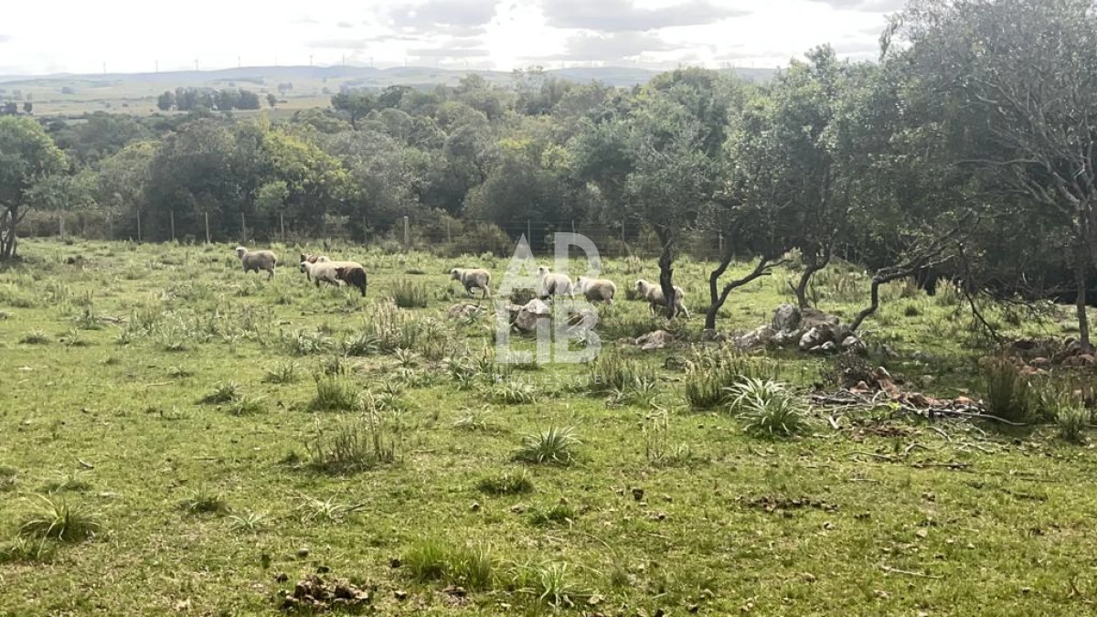 Chacra ID.392 - Chacra de 5 has en venta con tajamar y construcciones en Paso Dutra